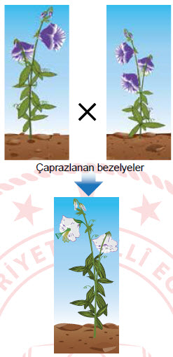 2019 Nisan LGS Fen Bilimleri Örnek Sorular