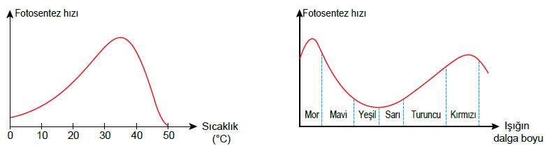 2019 Nisan LGS Fen Bilimleri Örnek Sorular