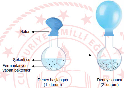 2019 Nisan LGS Fen Bilimleri Örnek Sorular