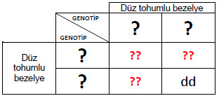 2019 8. Sınıf LGS Fen Deneme