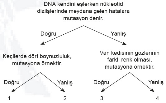 8. Sınıf DNA ve Genetik Kod Test