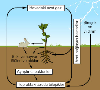 8. Sınıf Fen Çevre Bilimi Test