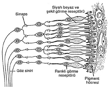 Sinir Sistemi Test