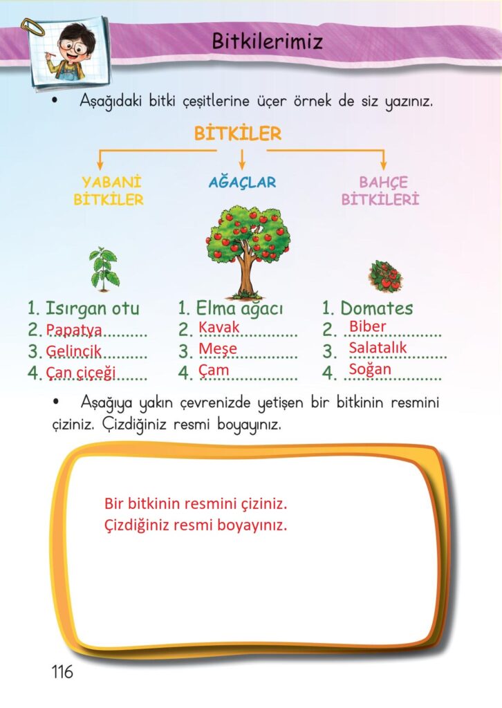 Aşağıdaki bitki çeşitlerine üçer örnek de siz yazınız.