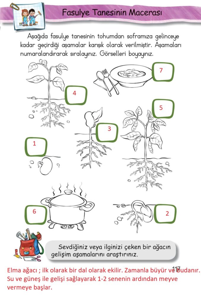 Sevdiğiniz veya ilginizi çeken bir ağacın gelişim aşamalarını araştırınız.