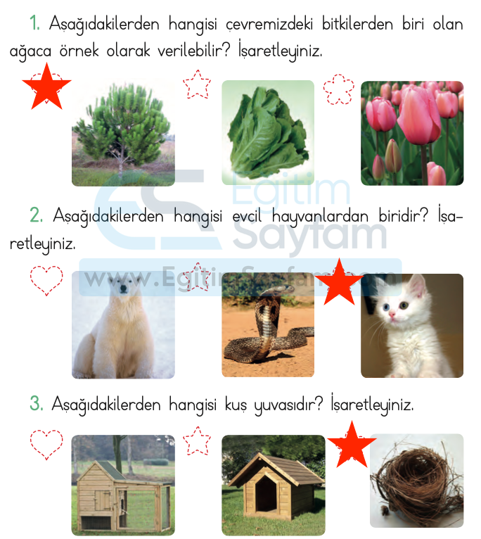 6. Ünite Doğada Hayat Kendimizi Değerlendiriyoruz Cevapları (1. Sınıf Hayat Bilgisi)