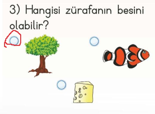 Hangisi zürafanın besini olabilir?