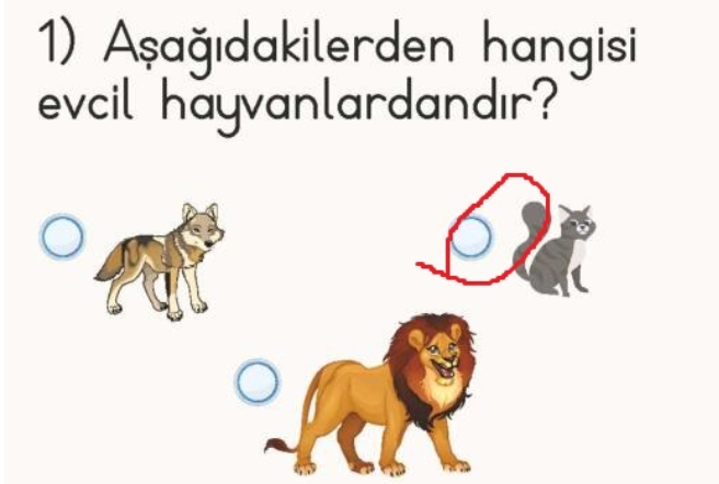 Aşağıdakilerden hangisi evcil hayvanlardandır?