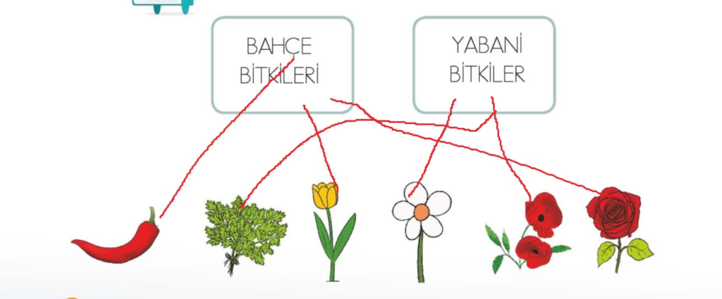 Aşağıdaki bitkileri çeşitleriyle eşleştiriniz.