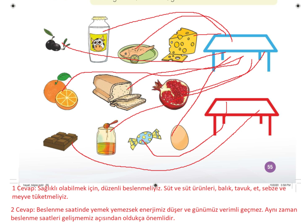 1. Sınıf Hayat Bilgisi Çalışma Kitabı Sayfa 55 Cevapları