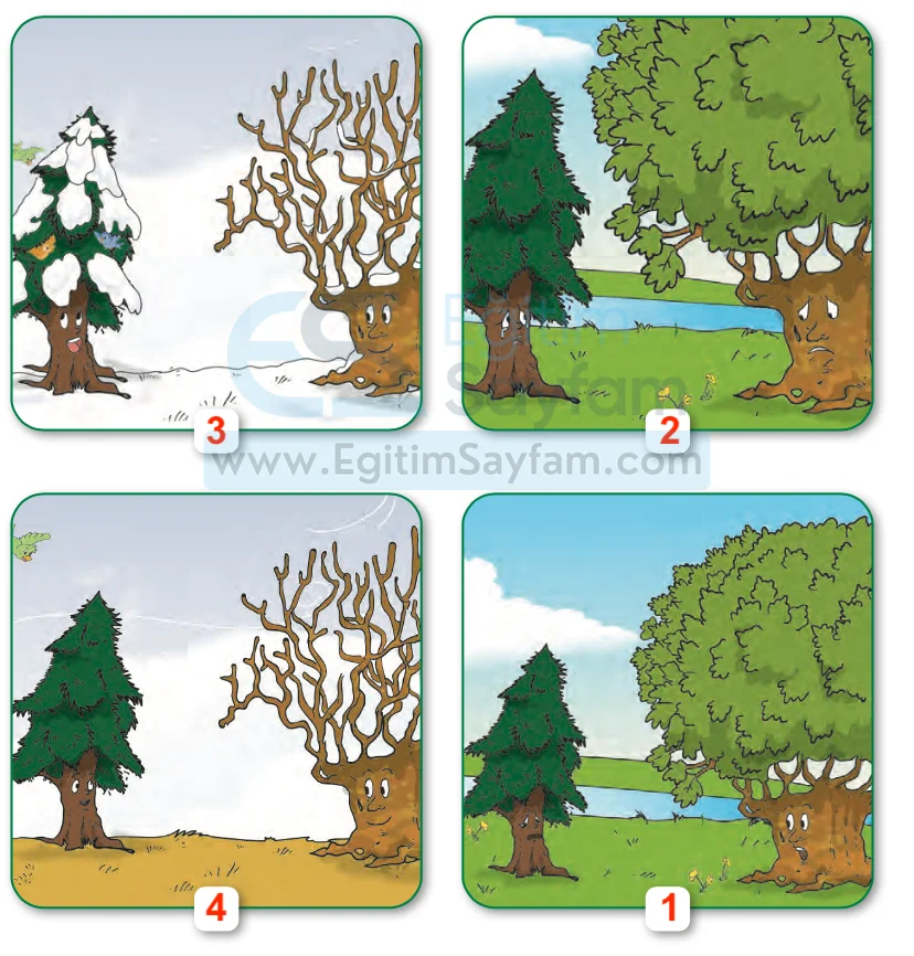 Çam Ağacı Metni Etkinlik Cevapları (2. Sınıf Türkçe)